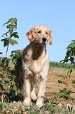 GOLDEN RETRIEVER 072